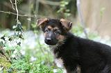 BERGER ALLEMAND 1081